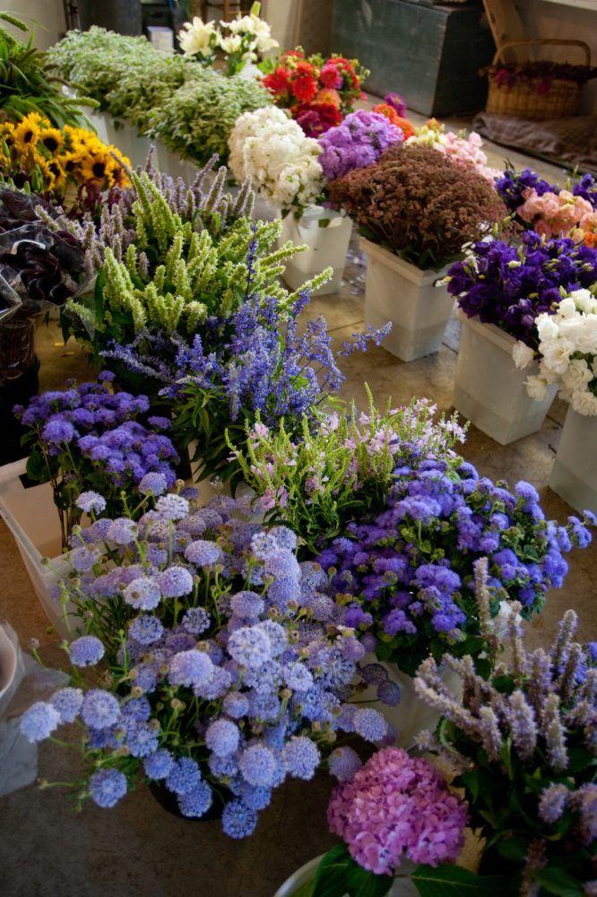Enchanted Blossom Waltz: A Symphony of Scents
